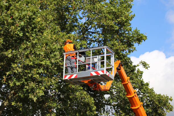 Best Root Management and Removal  in Muniz, TX